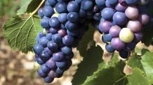 images/categorieimages/petit verdot grape.jpg